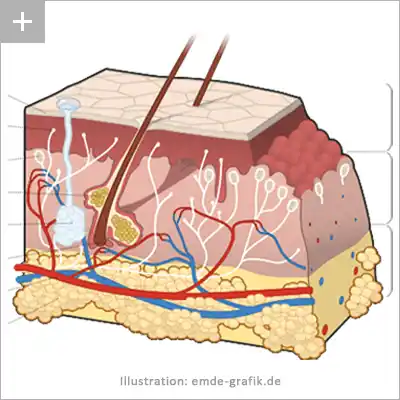 Medical illustration - Cross section through human skin