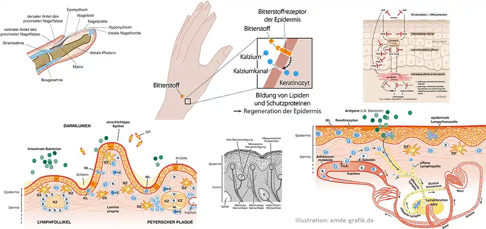 Illustrations of human skin: For research and teaching at the University Dermatology Clinic in Freiburg im Breisgau, Germany