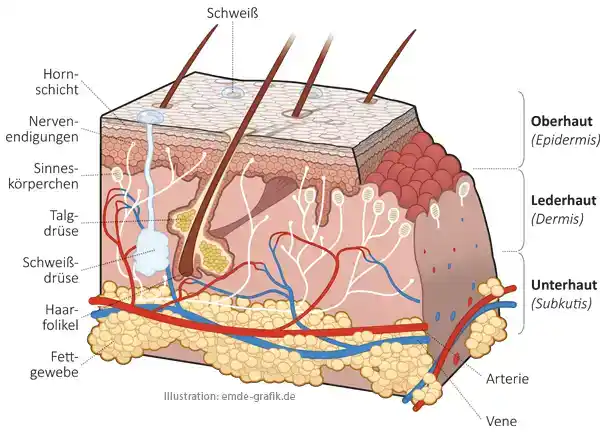 Human skin block diagram: epidermis, dermis, subcutis
